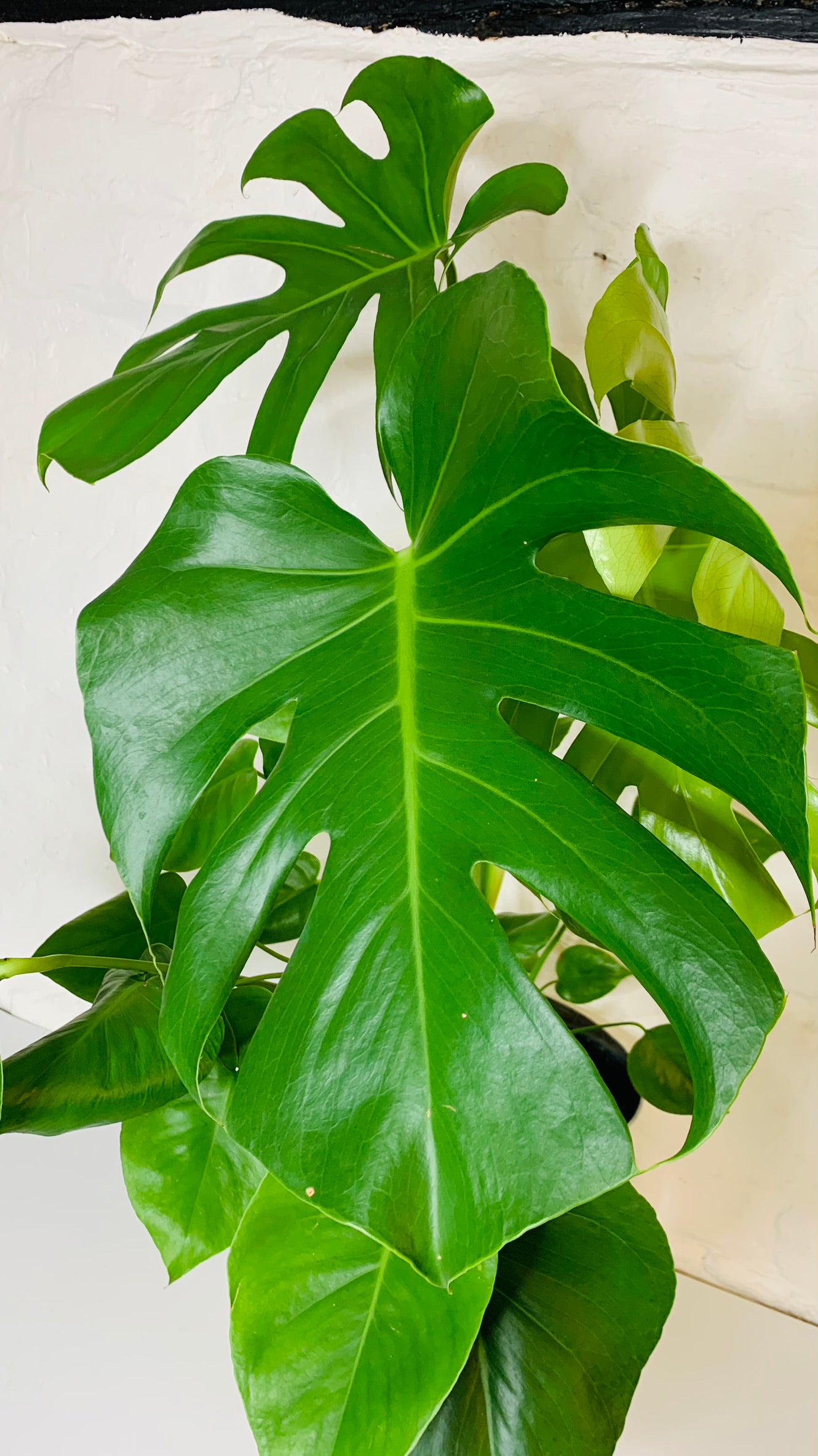 Monstera Plant | House Plant | Cheese Plant
