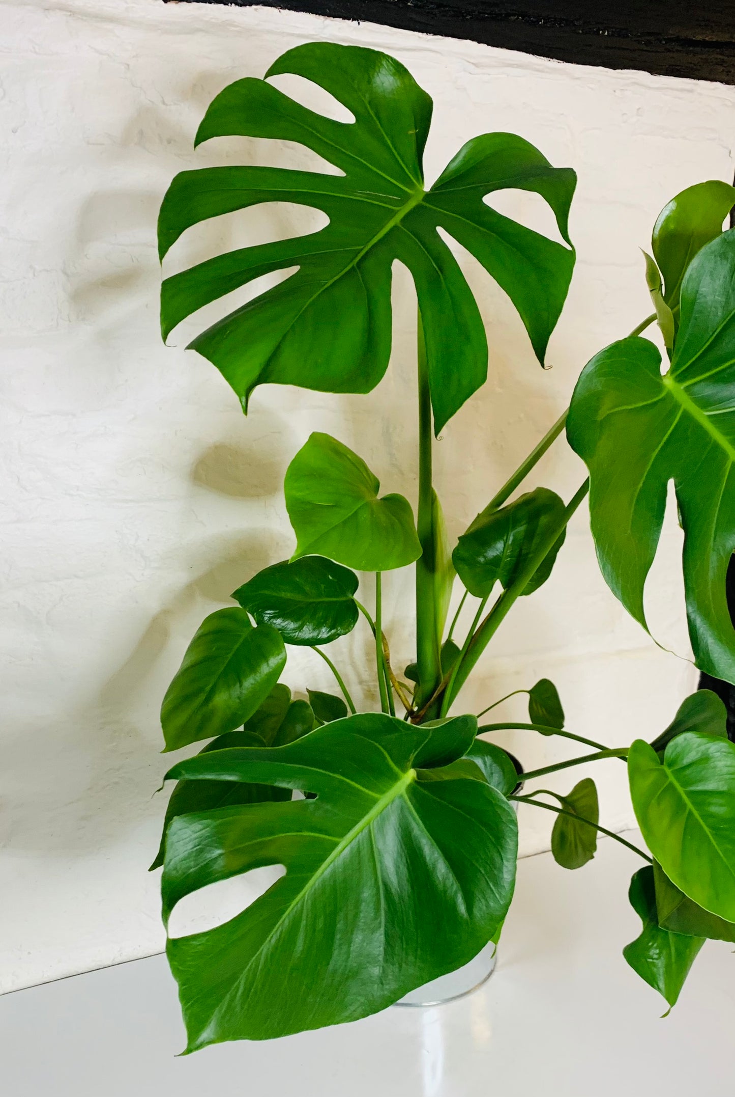 Monstera Plant | House Plant | Cheese Plant