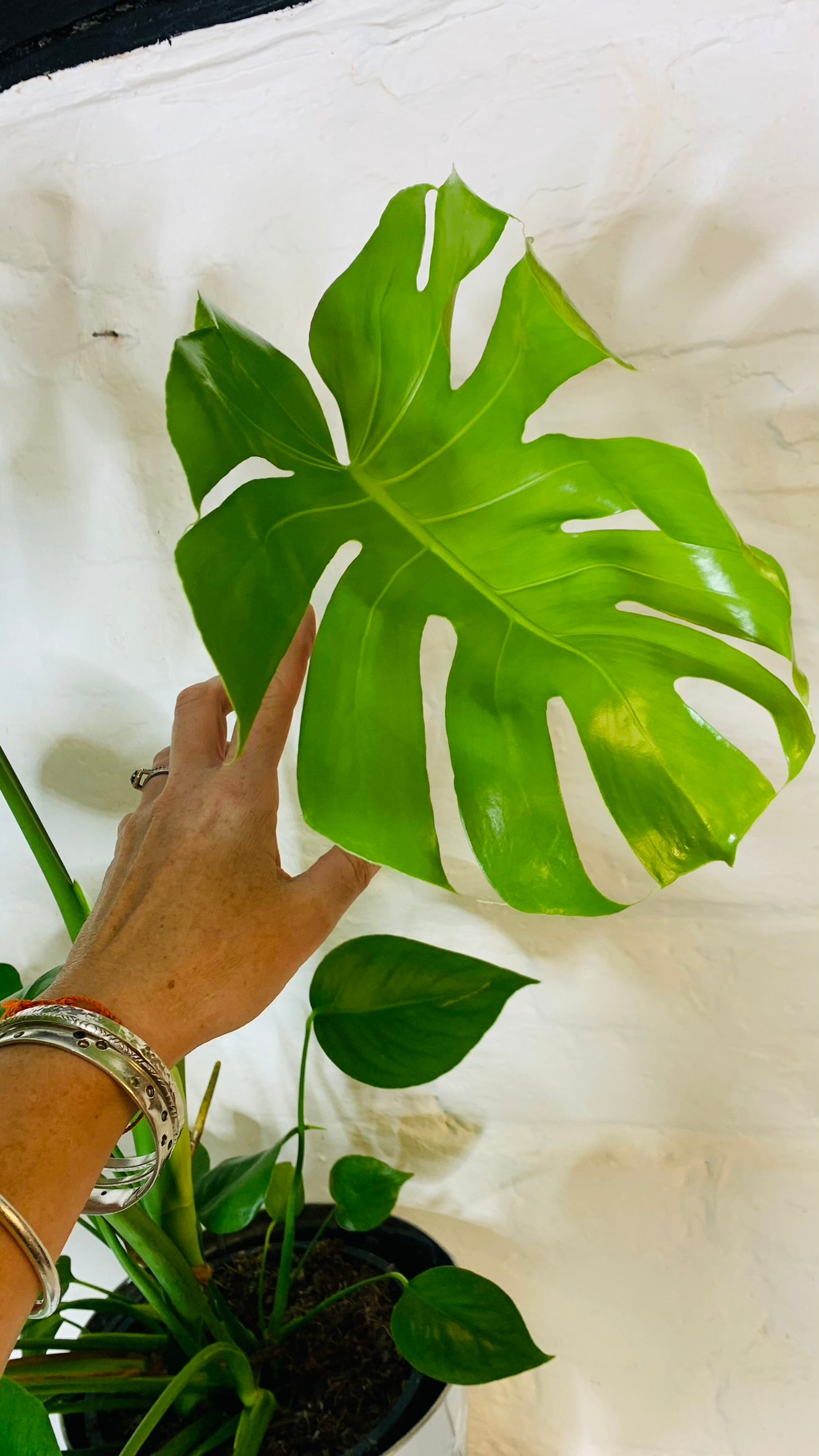 Monstera Plant | House Plant | Cheese Plant