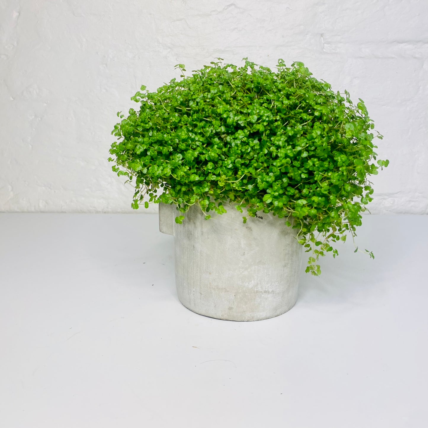 Mind Your Own Business Plant |Soleirolia soleirolii | House Plant