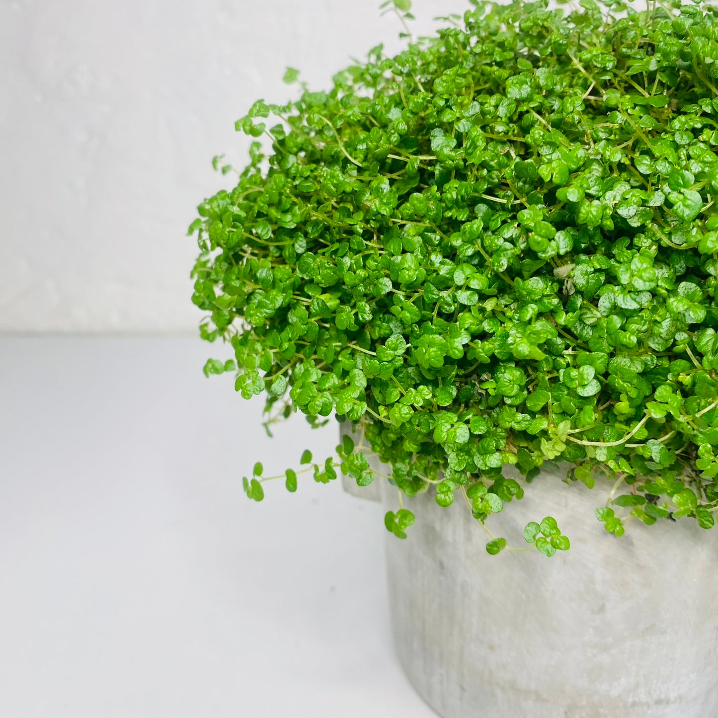 Mind Your Own Business Plant |Soleirolia soleirolii | House Plant