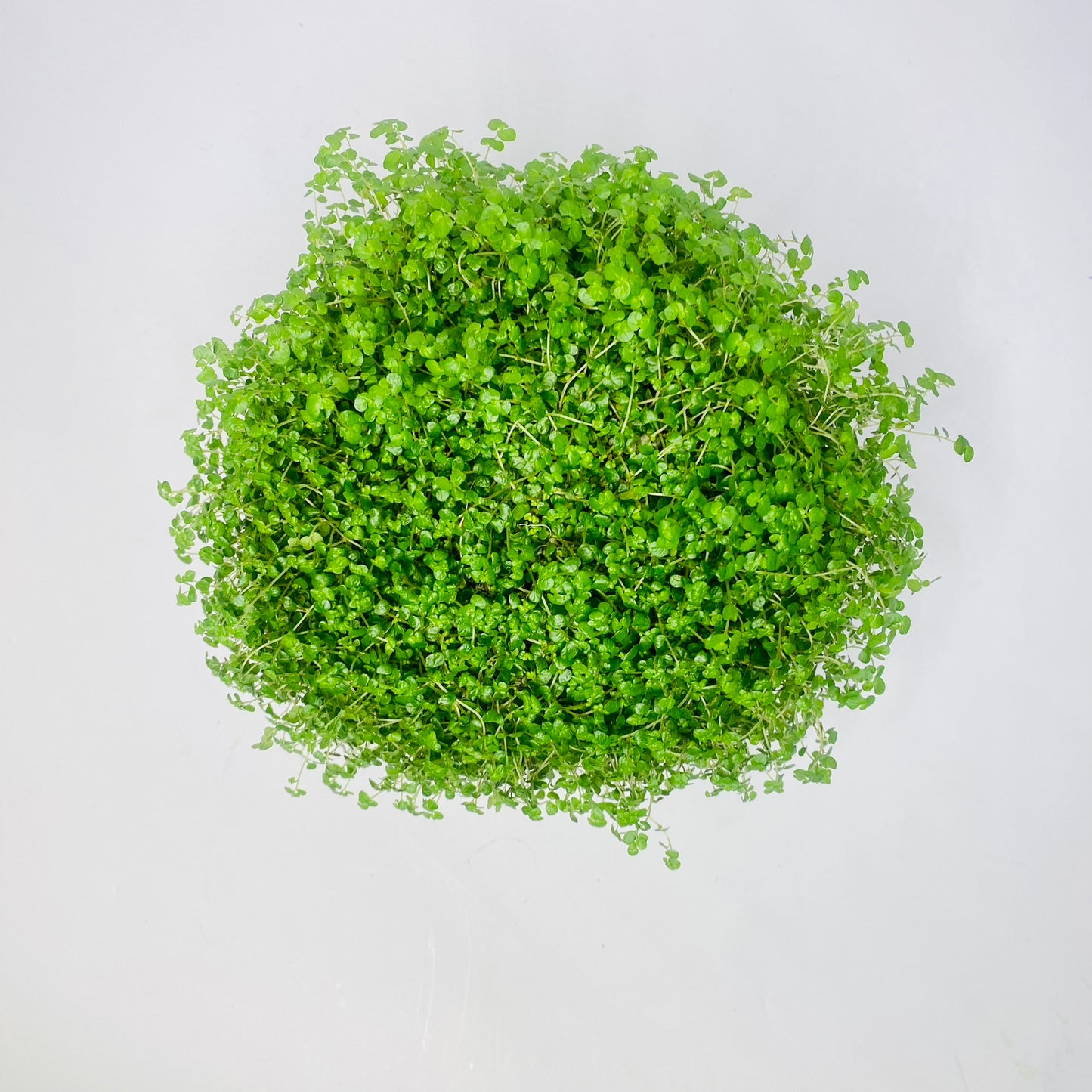 Mind Your Own Business Plant |Soleirolia soleirolii | House Plant