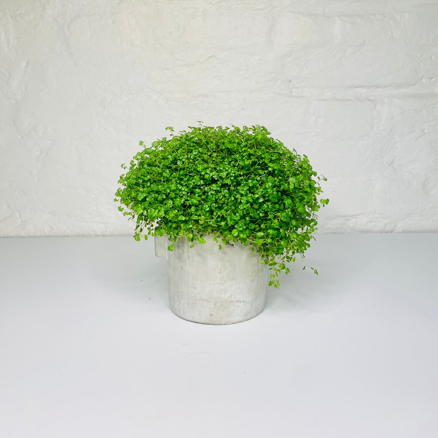 Mind Your Own Business Plant |Soleirolia soleirolii | House Plant
