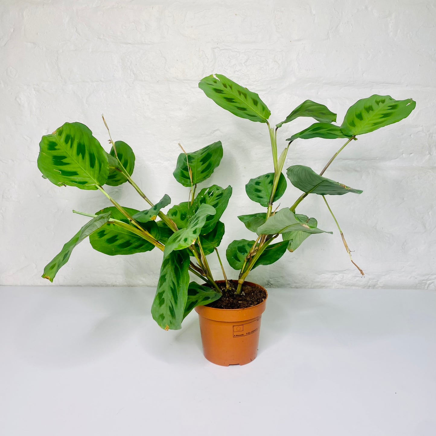 Maranta Plant | Prayer Plant | House Plant | Nature's Living Artistry for Your Home
