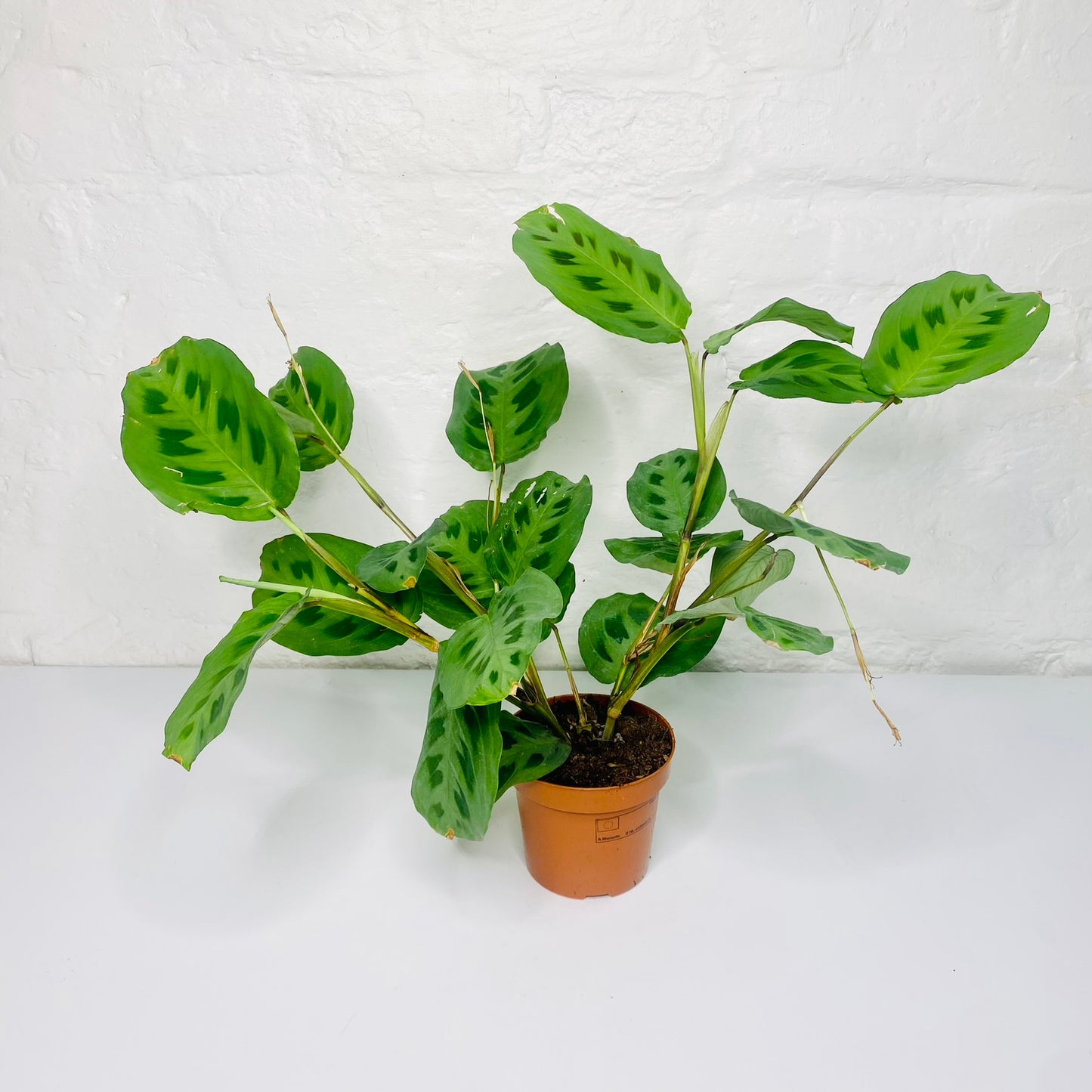 Maranta Plant | Prayer Plant | House Plant | Nature's Living Artistry for Your Home