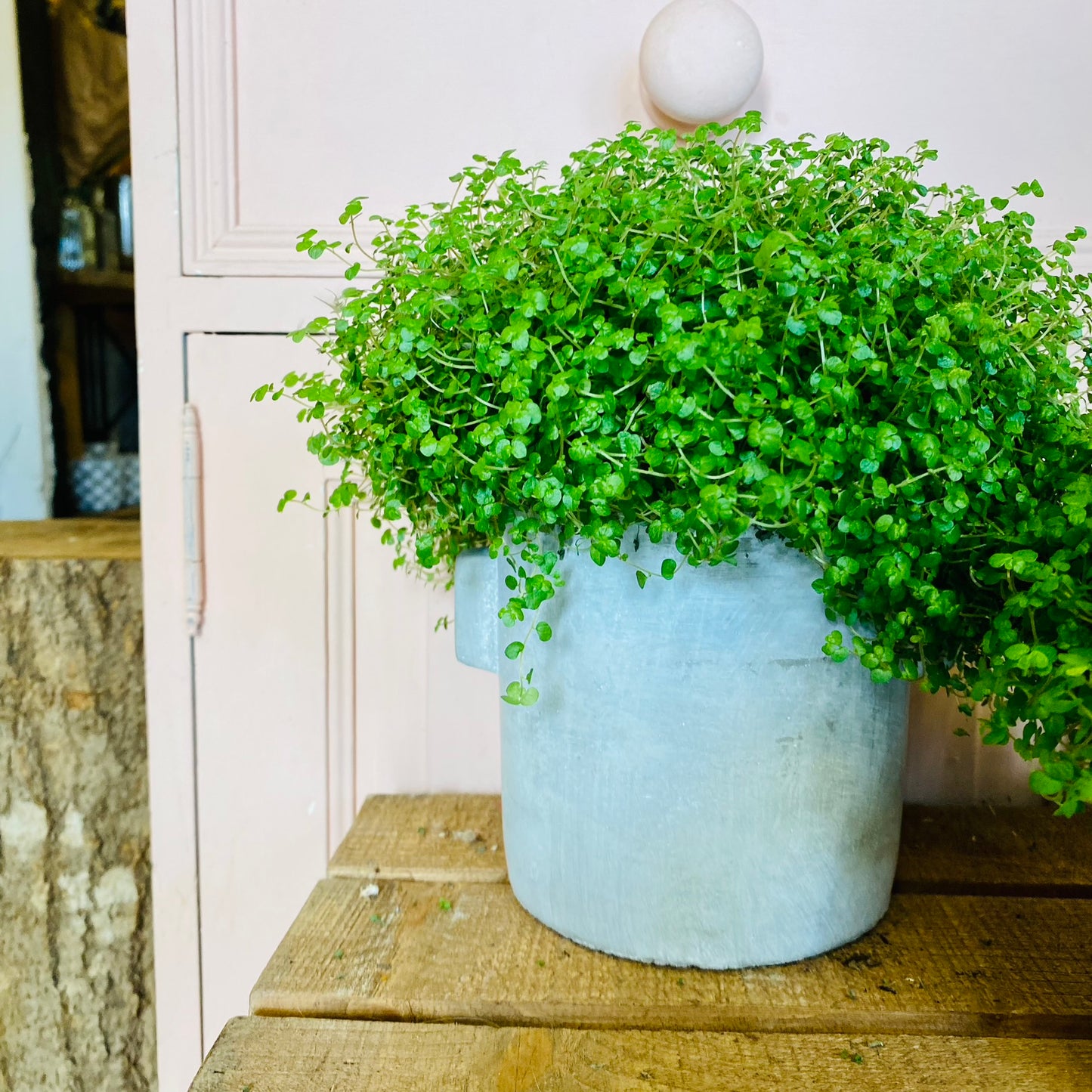 Mind Your Own Business Plant |Soleirolia soleirolii | House Plant