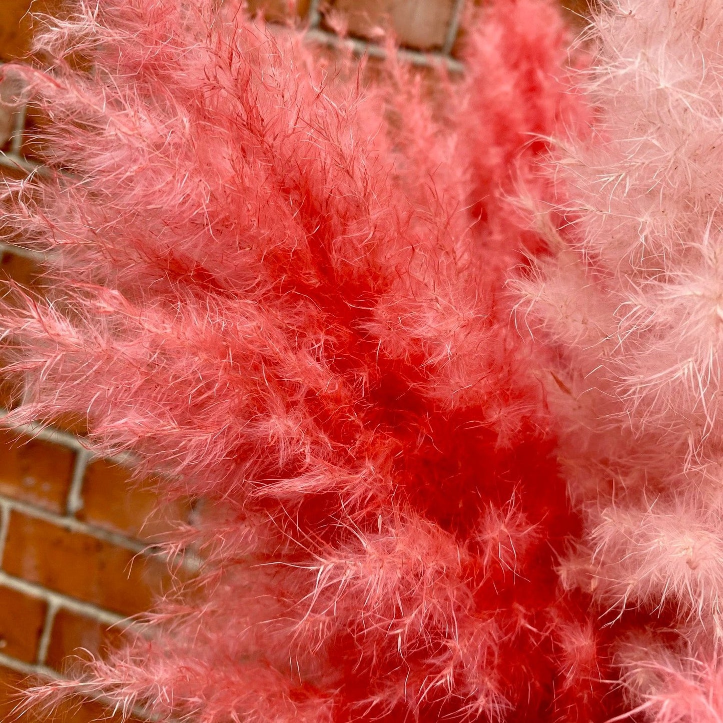 Extra Fluffy Pink Pampas Grass