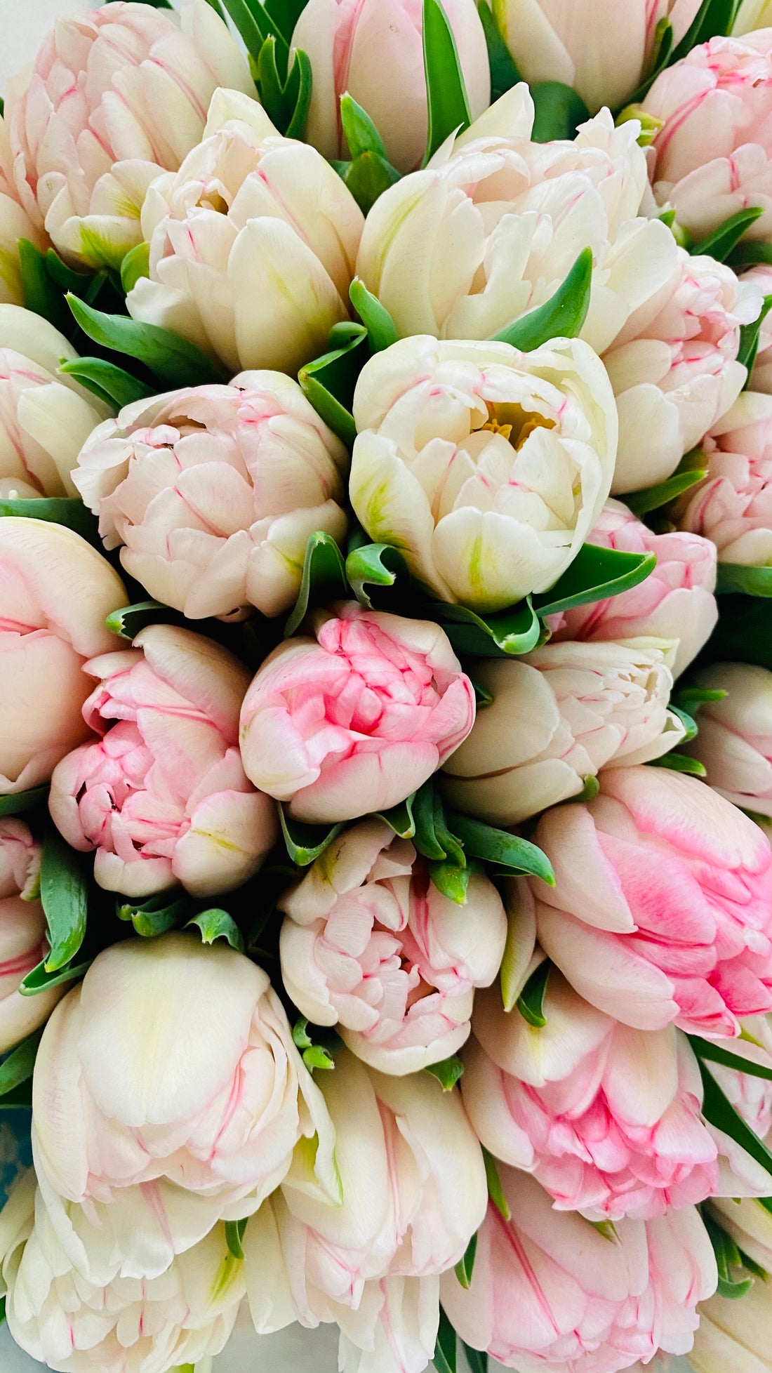  Spring Flowers