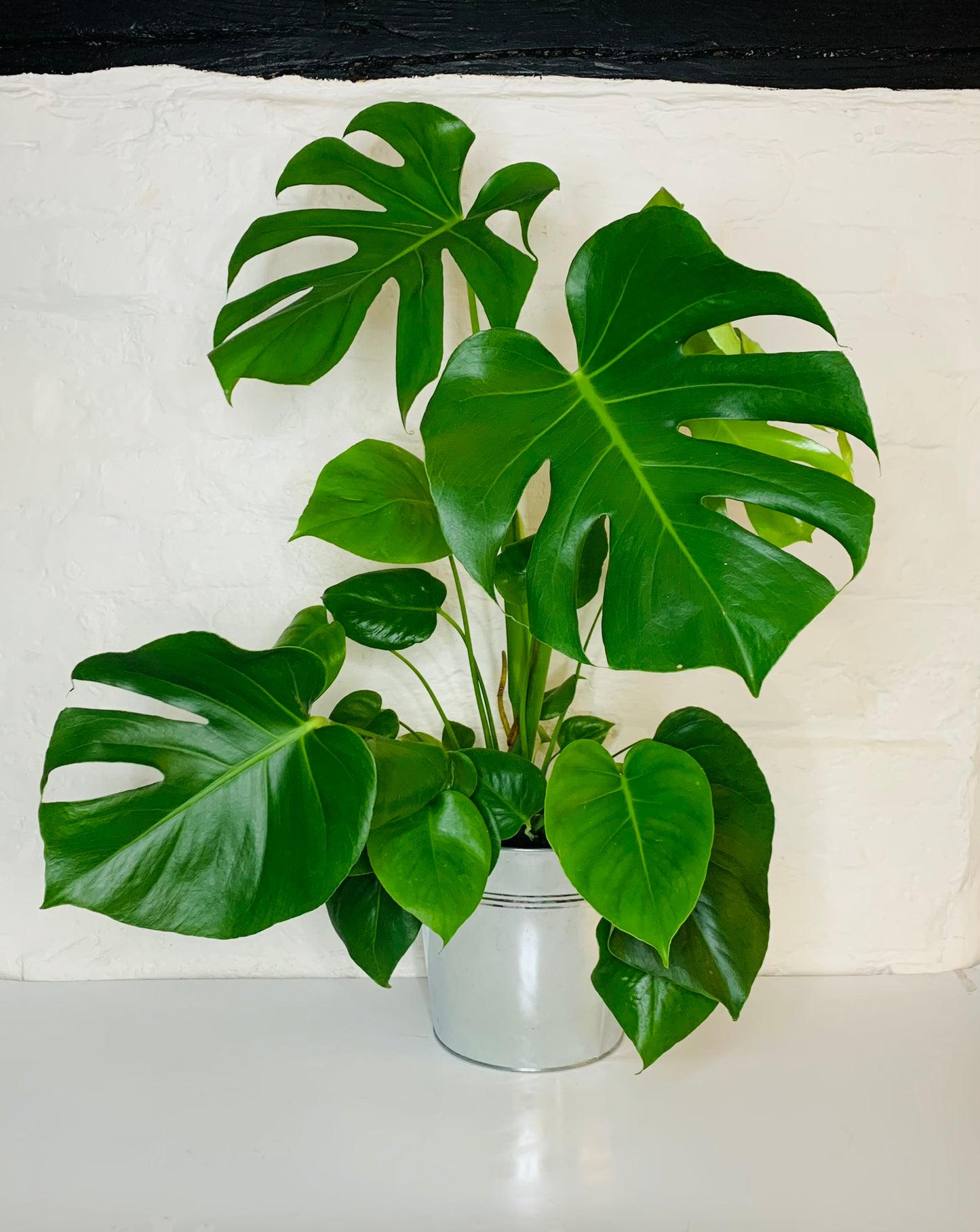 Monstera Plant | House Plant | Cheese Plant