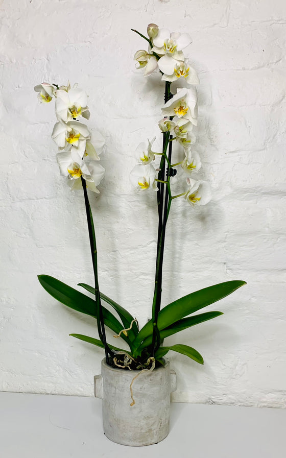 White Orchid | Phalaenopsis Orchid | House Plants