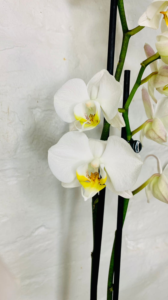 White Orchid | Phalaenopsis Orchid | House Plants