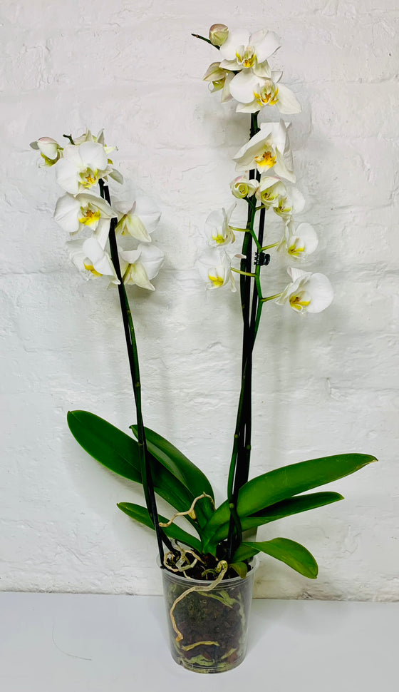 White Orchid | Phalaenopsis Orchid | House Plants