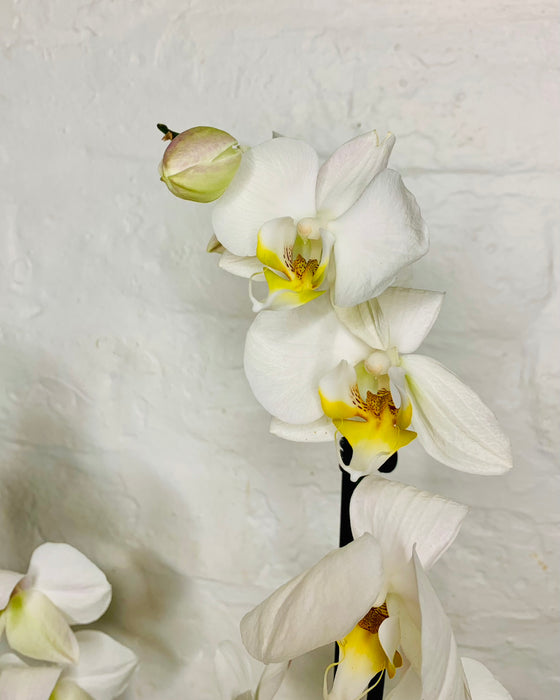 White Orchid | Phalaenopsis Orchid | House Plants