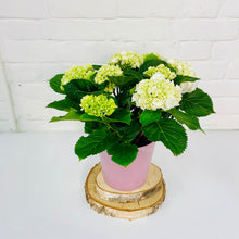  White Hydrangea Plant | Flowering Plants