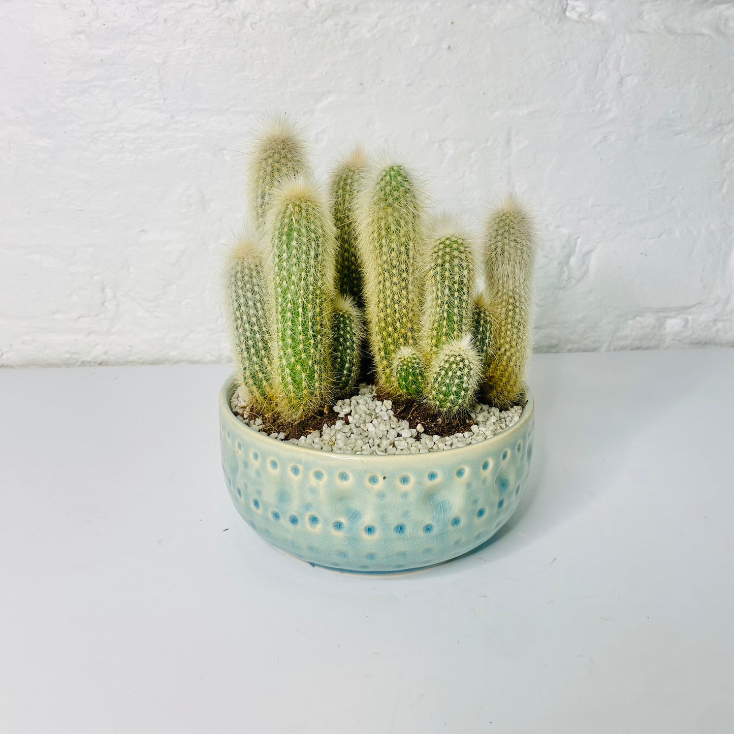 Cactus Bowl | House Plant |  A Quirky Blend of Nature and Elegance