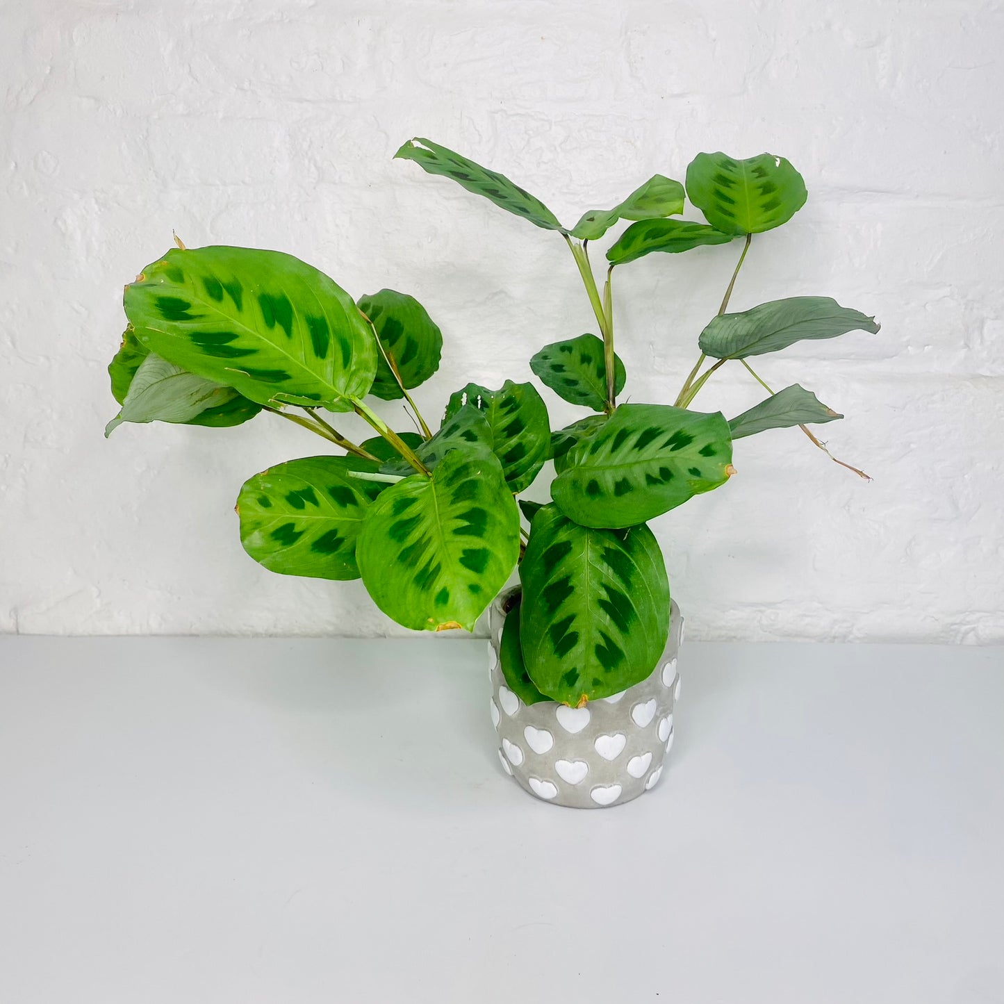Maranta Plant | Prayer Plant | House Plant | Nature's Living Artistry for Your Home