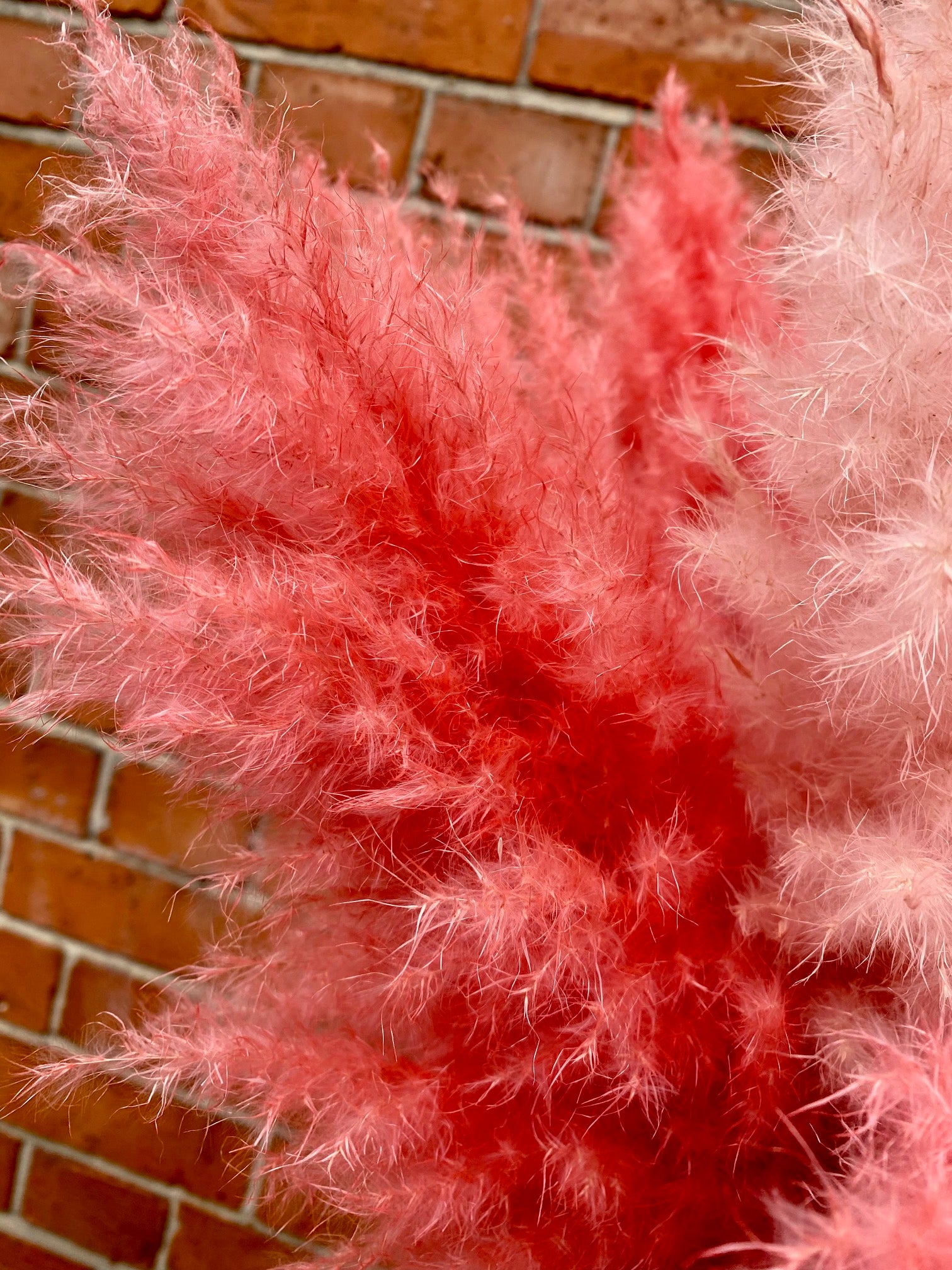 Pink Fluffies