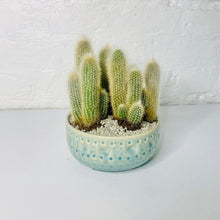  Cactus Bowl | House Plant | A Quirky Blend of Nature and Elegance - Chobham Flowers #