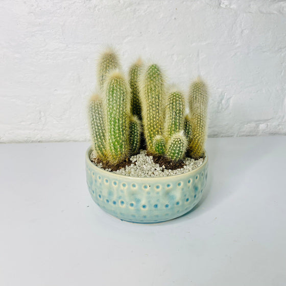 Cactus Bowl | House Plant | A Quirky Blend of Nature and Elegance - Chobham Flowers #