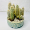 Cactus Bowl | House Plant | A Quirky Blend of Nature and Elegance - Chobham Flowers #