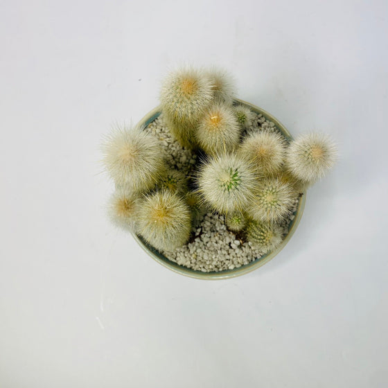Cactus Bowl | House Plant | A Quirky Blend of Nature and Elegance - Chobham Flowers #