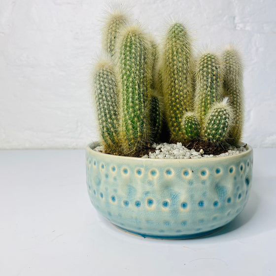 Cactus Bowl | House Plant | A Quirky Blend of Nature and Elegance - Chobham Flowers #