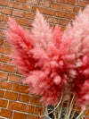 Extra Fluffy Pink Pampas Grass - Chobham Flowers #