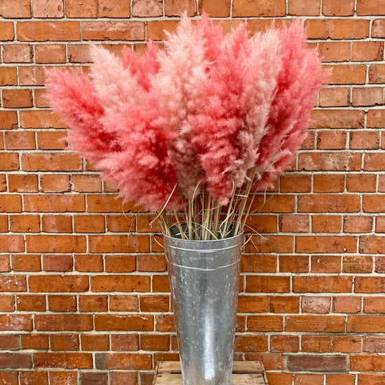 Extra Fluffy Pink Pampas Grass - Chobham Flowers #