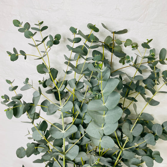 Eucalyptus Bunch